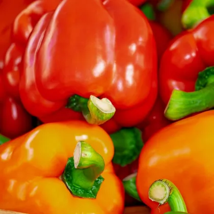 Paprika Baby Bell červená - Capsicum annuum - semená papriky - 8 ks