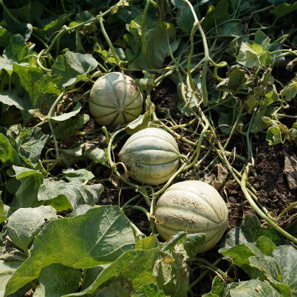 Melón cukrový Stellio F1 - Cucumis melo - semená melónu - 6 ks