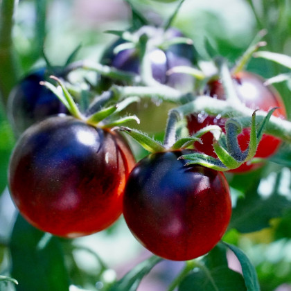 Paradajka Artisan Purple Bumble Bee - Solanum lycopersicum - semená paradajky - 5 ks
