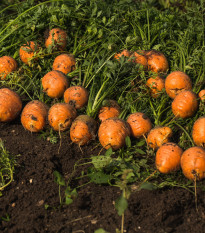 Mrkva Pariser Markt - guľatá na rýchlenie - Daucus carota - semená - 500 ks