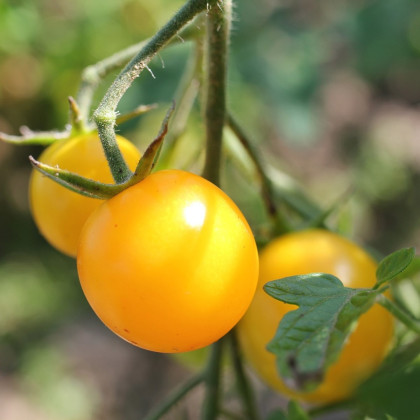 Paradajka Goldkrone - Solanum lycopersicum - semená paradajky - 10 ks