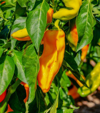 Paprika oranžová Ornela - Capsicum annuum - semená papriky - 50 ks