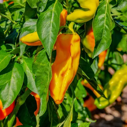 Paprika oranžová Ornela - Capsicum annuum - semená papriky - 50 ks