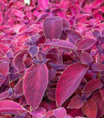 Africká pŕhľava Wizard Velvet Red - Coleus blumei - semená africkej pŕhľavy - 30 ks