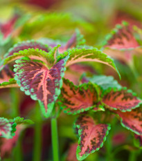 Africká pŕhľava Wizard Coral Sunrise - Coleus blumei - semená africkej pŕhľavy - 30 ks