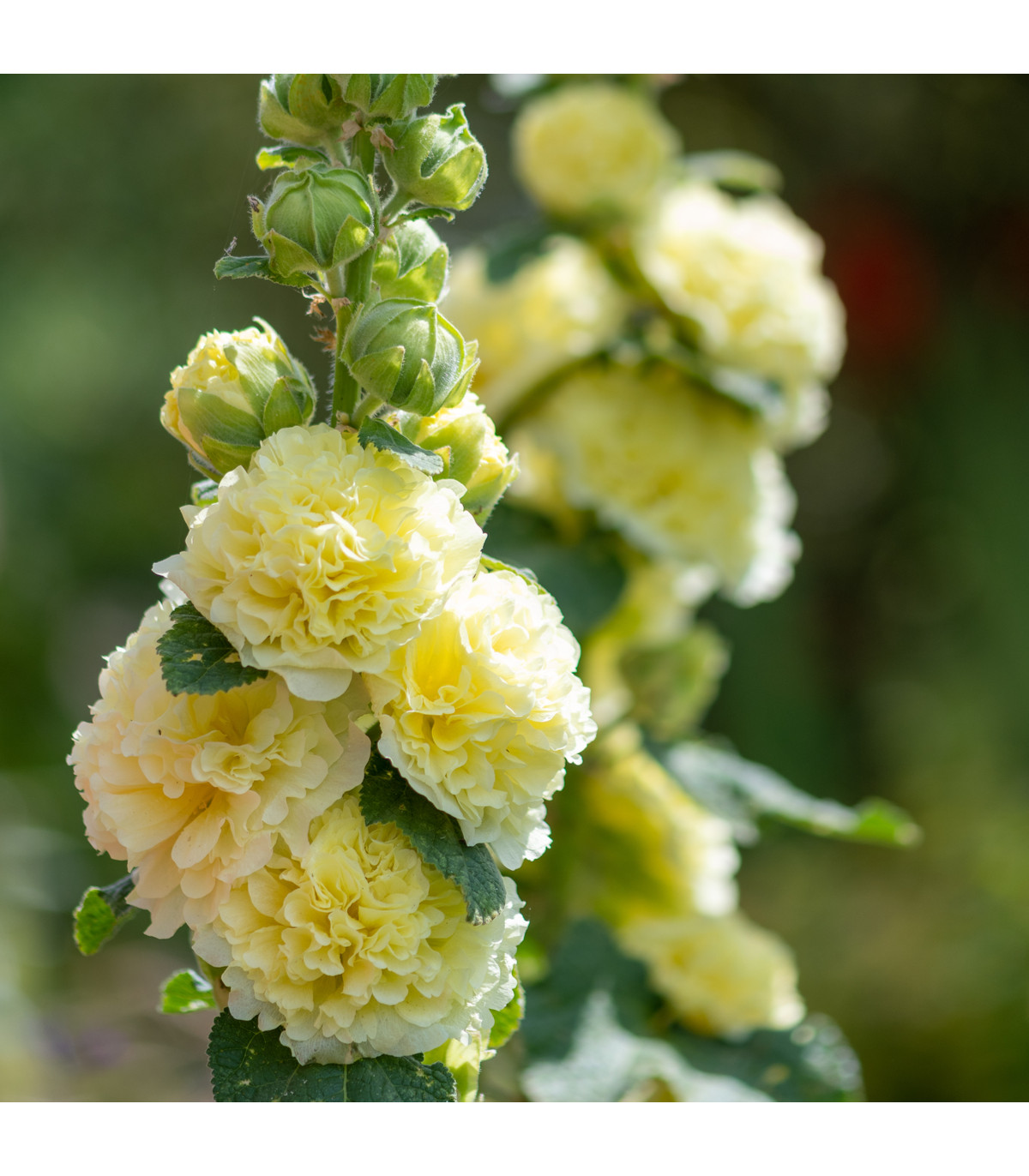 Topoľovka žltá Chaters - Alcea rosea - semená - 12 ks
