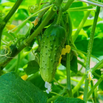 Uhorka nakladačka Dafne F1 - Cucumis sativus - semená uhorky - 20 ks