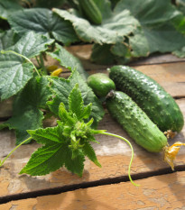 Uhorka nakladačka Harriet F1 - Cucumis sativus - semená uhorky - 20 ks