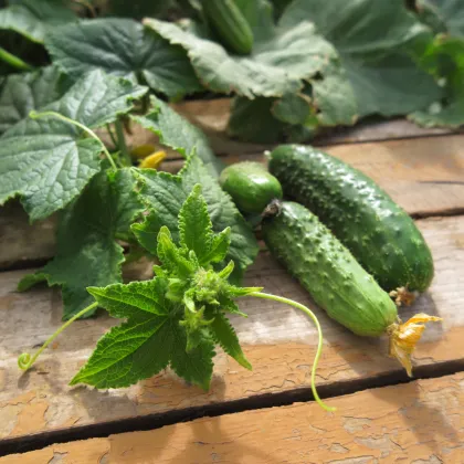 Uhorka nakladačka Harriet F1 - Cucumis sativus - semená uhorky - 20 ks