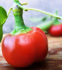 Chilli Large Red Cherry Hot - Capsicum annuum - semená chilli - 7 ks