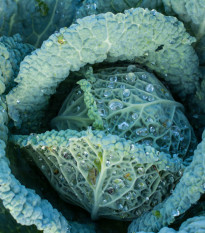 Kel hlávkový neskorý langedijský - Brassica oleracea L. - semená kelu - 160 ks