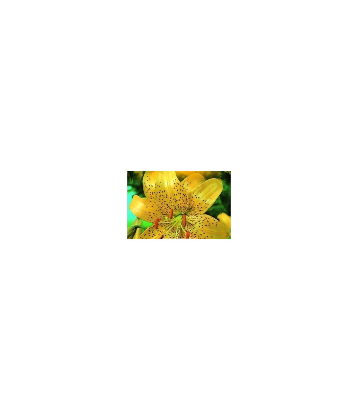 Ľalia Citronella - Lilium - cibule ľalie - 1 ks
