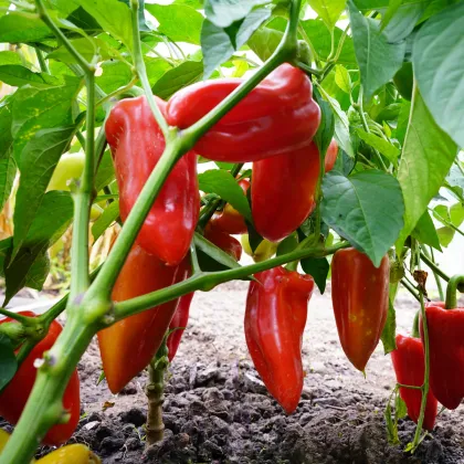 Paprika Meika - Capsicum annuum - semená papriky - 20 ks