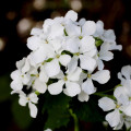 Mesačnica ročná biela - Lunaria annua - semená mesačnice - 40 ks