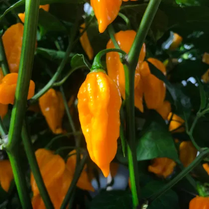 Chilli Devils Tongue Yellow - Capsicum chinense - semená chilli - 7 ks