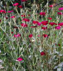 Kukučka vencová - Lychnis coronaria - semená kukučky - 50 ks