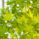 Javor japonský - Acer palmatum - bonsaj - semená javora - 5 ks