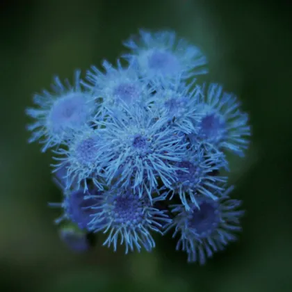 Agerát mexický F1 - Ageratum houstonianum - semená - 0,5 g