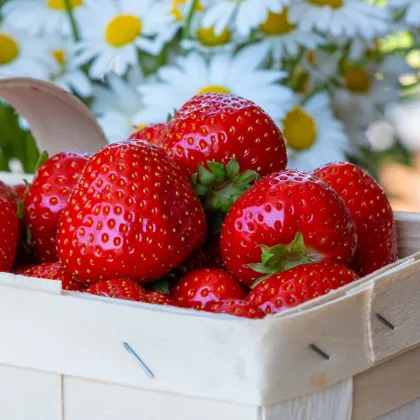 Jahoda Symphony - Fragaria ananassa - sadenice jahôd - 5 ks