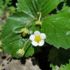 Jahoda Pineberry - Fragaria ananassa - sadenice jahôd - 2 ks