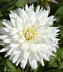 Georgína White Perfection - Dahlia - cibuľa georgín - 1 ks