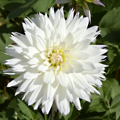 Georgína White Perfection - Dahlia - cibuľa georgín - 1 ks