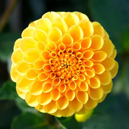 Georgína Potgieter - Dahlia - cibuľky georgín - 1 ks