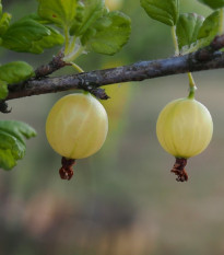 Egreš biely - Ribes uva-crispa - sadenice egreša - 1 ks