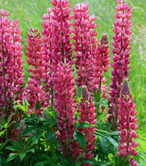 Lupina mnoholistá červená - Vlčí bôb - Lupinus polyphyllus - sadenice lupiny - 1 ks