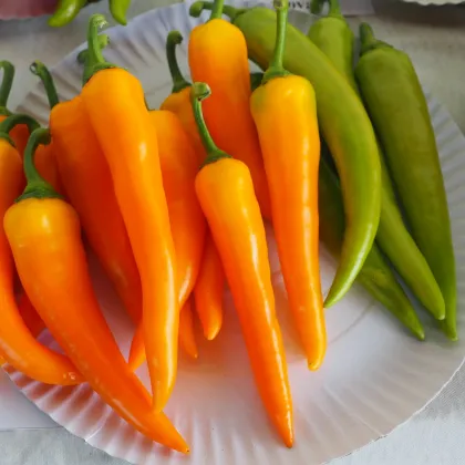 Paprika kozí roh Harvey - Capsicum annuum - semená chilli - 40 ks