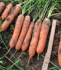 Mrkva skorá Marion F1 - Daucus carota - semená - 900 ks