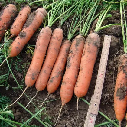 Mrkva skorá Marion F1 - Daucus carota - semená - 900 ks