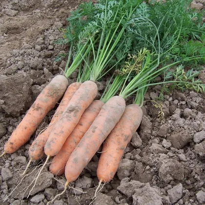 Mrkva skorá Stupická - Daucus carota - semená - 800 ks