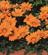 Gazánia Kiss Orange F1 - Gazania rigens - semená gazánie - 12 ks