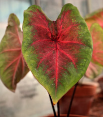 Kaládium Red Fresh - Caladium bicolor - hľuzy kaládia - 1 ks