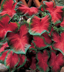 Kaládium Freida Hemple - Caladium bicolor - hľuzy kaládia - 1 ks