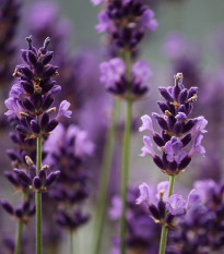 Levanduľa francúzska - Bandera Purple - Lavandula stoechas - semená levandule - 20 ks