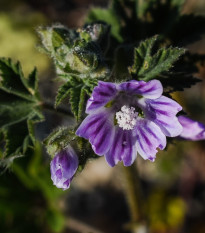 Slez lesný - Malva sylvestris - semená slezu - 10 ks