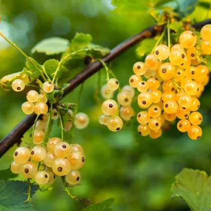 Ríbezľa biela - Ribes sylvestre - sadenice ríbezlí - 1 ks