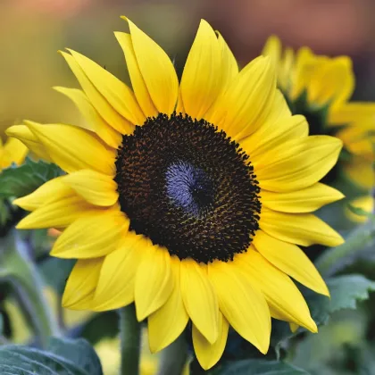 Slnečnica Sunrich Lemon - Helianthus annuus - semená slnečnice - 8 ks