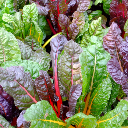 Mangold dúhový - Beta vulgaris - semená mangoldu - 25 ks