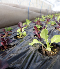 Šalát na balkón Baby leaf - Lactuca sativa - semená šalátu - 100 ks