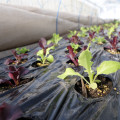 Šalát na balkón Baby leaf - Lactuca sativa - semená šalátu - 100 ks