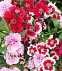 Klinček bradatý jednoduchý - Dianthus barbatus - semená klinčeka - 300 ks