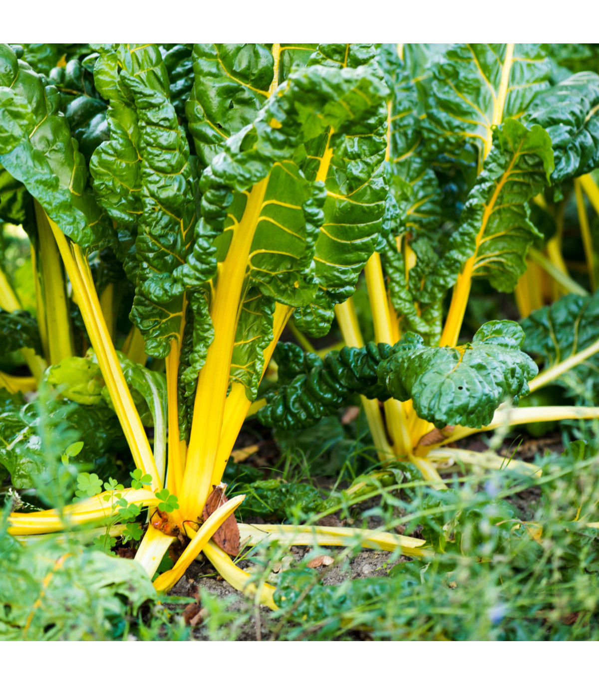 Mangold žltý - Beta vulgaris - semená - 15 ks