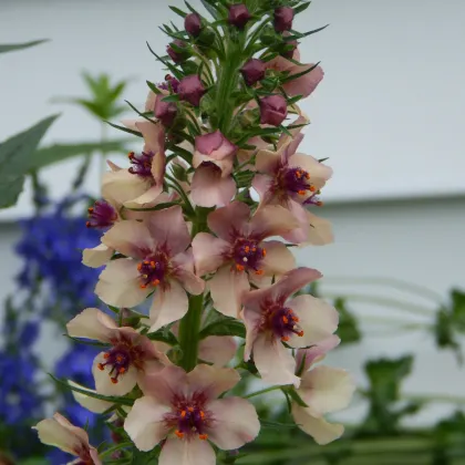 Divozel tmavočervený - Verbascum phoeniculum - semená divozela - 300 ks