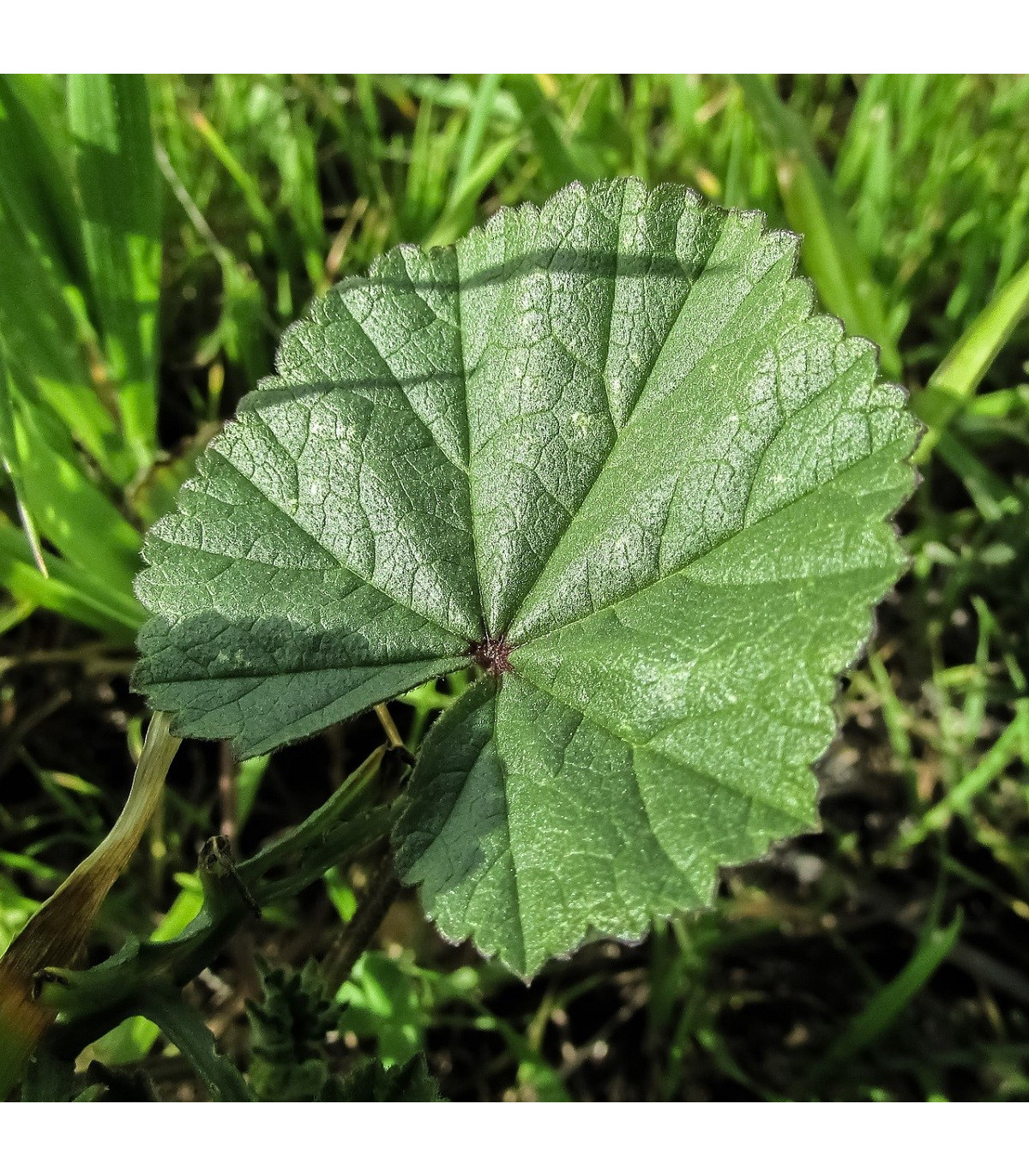 Slez praslenatý - Malva verticillata - semená - 150 ks