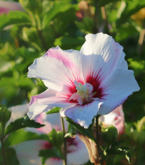 Ibištek sýrsky biely - Hibiscus syriacus - semená ibišteka - 12 ks