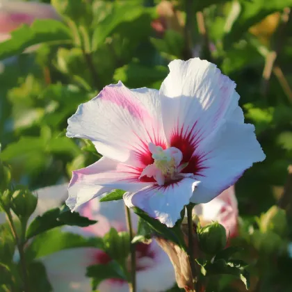 Ibištek sýrsky biely - Hibiscus syriacus - semená ibišteka - 12 ks