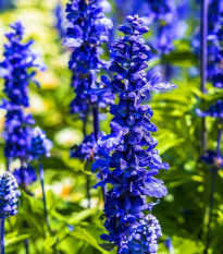 Šalvia modrá Strata - Salvia farinacea - semená šalvie - 20 ks